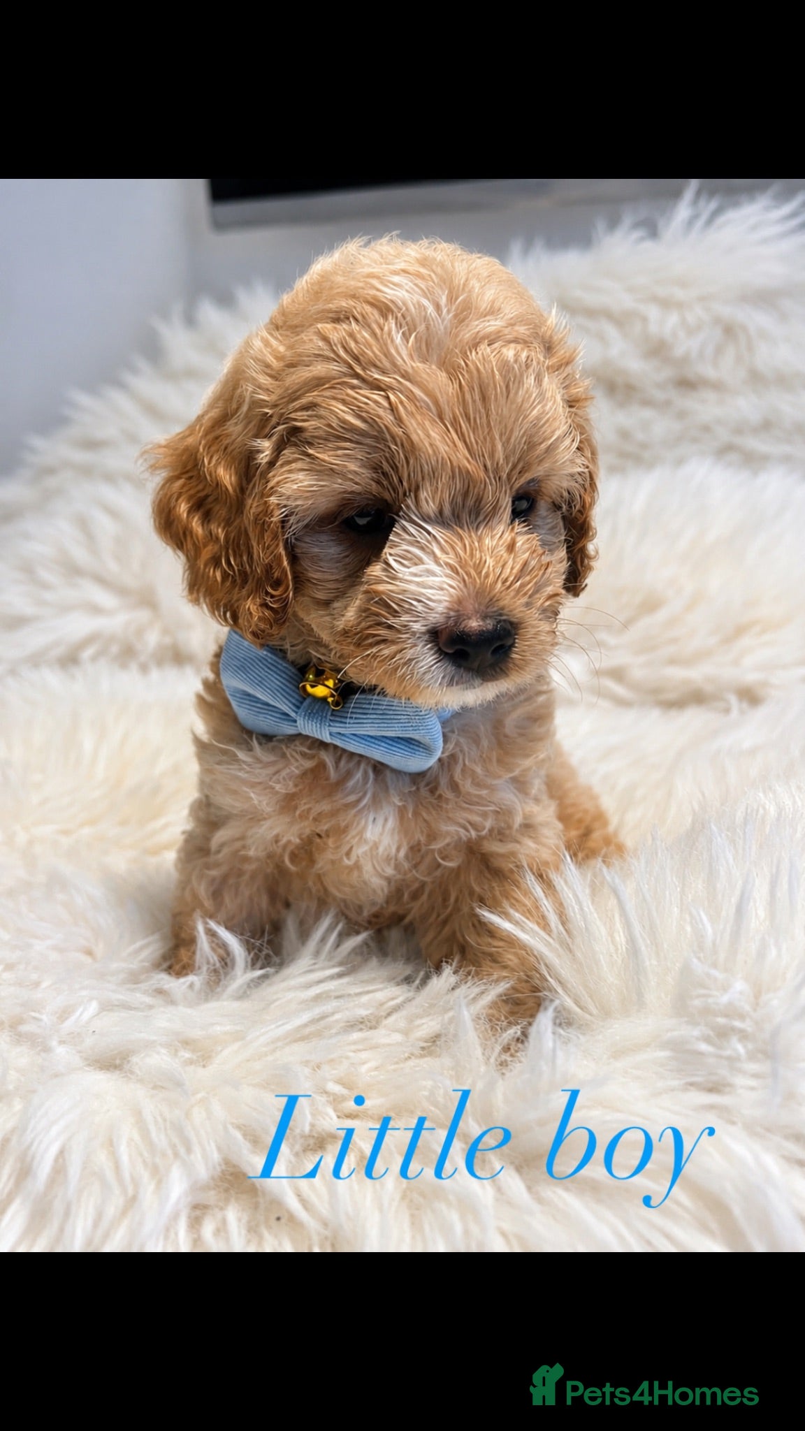 Maltipoo dogs Absolutely Outstanding Maltipoo Puppies  - Advert 8