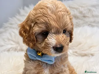 Maltipoo dogs Absolutely Outstanding Maltipoo Puppies - Advert 3