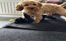 Cockapoo dogs for stud: F1 Cockapoo Milo for stud - Image 13