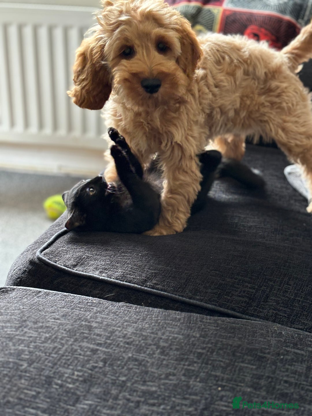 Cockapoo dogs for stud: F1 Cockapoo Milo for stud - Image 13