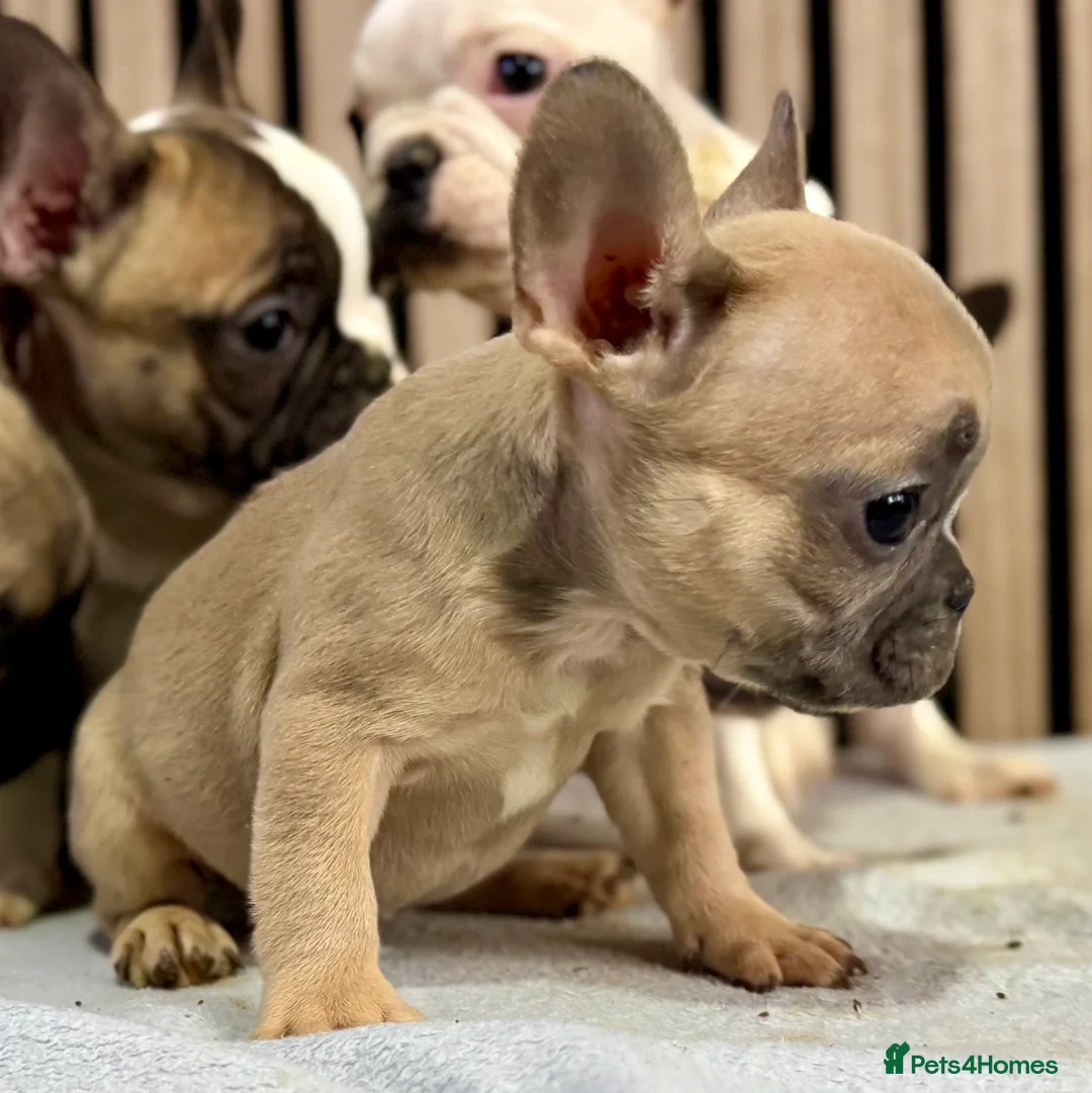 French Bulldog dogs for sale: KC REGISTERED FRENCH BULLDOG 🐶 - Advert 25