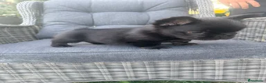 French Bulldog 1