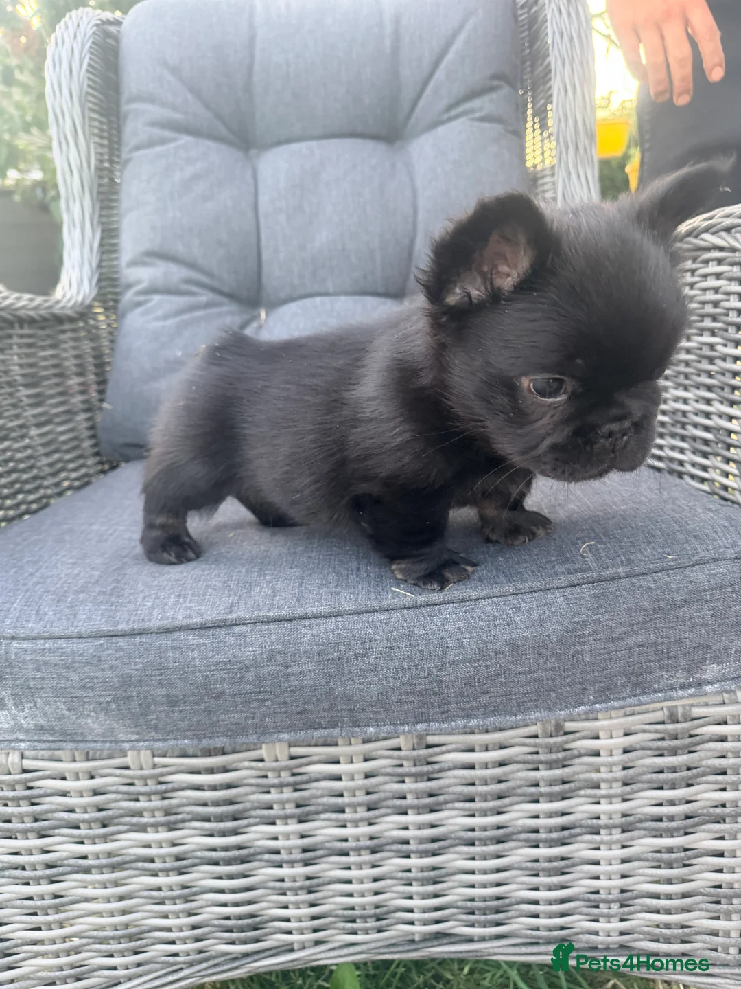 French Bulldog dogs for sale: The cutest fluffy frenchie  - Advert 2