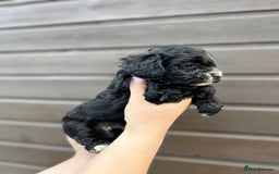 Yorkiepoo dogs for sale: 🐾 Tiny Yorkiepoo Puppies – Ready 29th August! 🐾 - Image 11