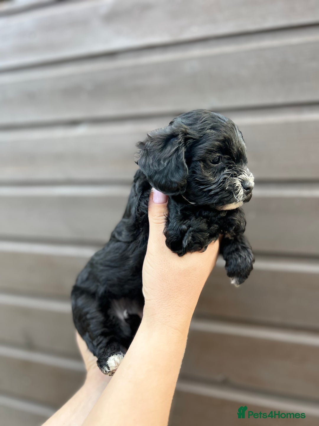 Yorkiepoo dogs for sale: 🐾 Tiny Yorkiepoo Puppies – Ready 29th August! 🐾 - Image 11