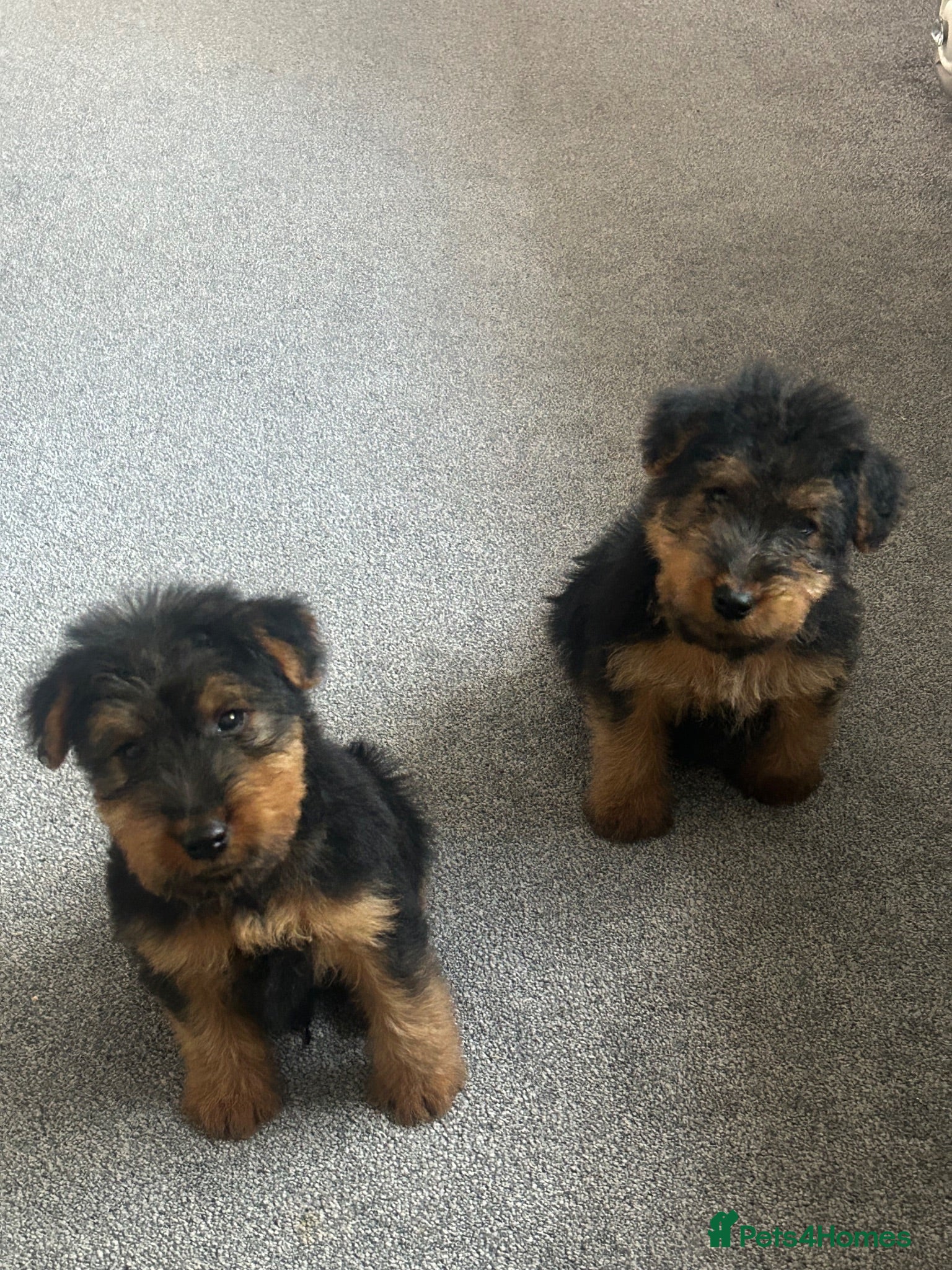 Welsh Terrier dogs Gorgeous Welsh Terrier Puppies - Advert 3
