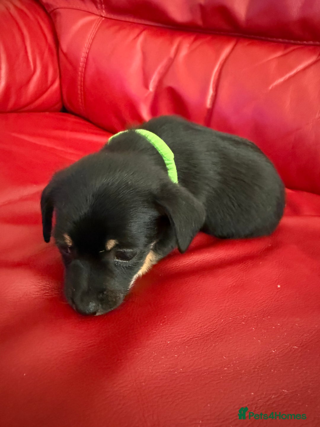 Mixed Breed dogs for sale: Yorkshire terrier x jack russell - Image 7