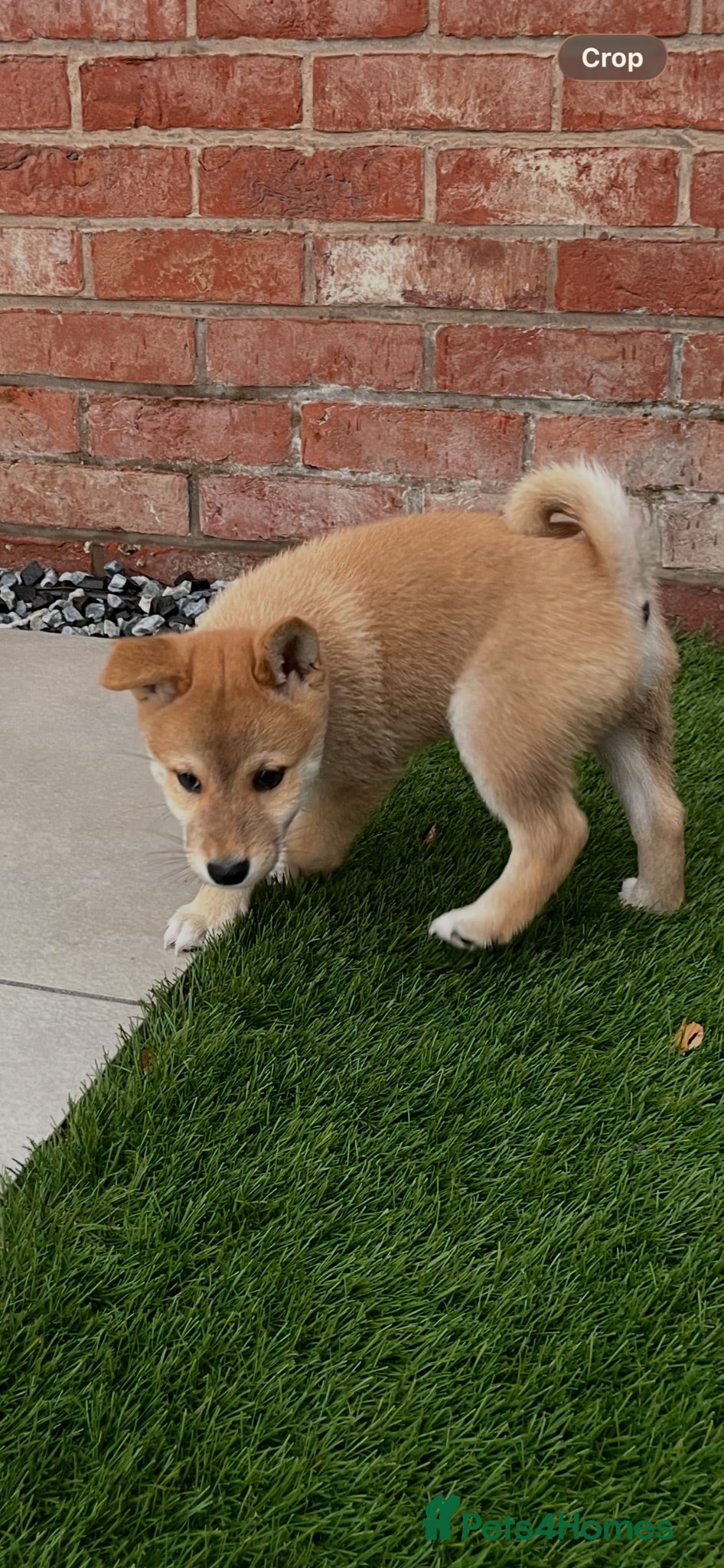 Japanese Shiba Inu dogs Beautiful Japanese shiba pups ready to leave - Advert 1