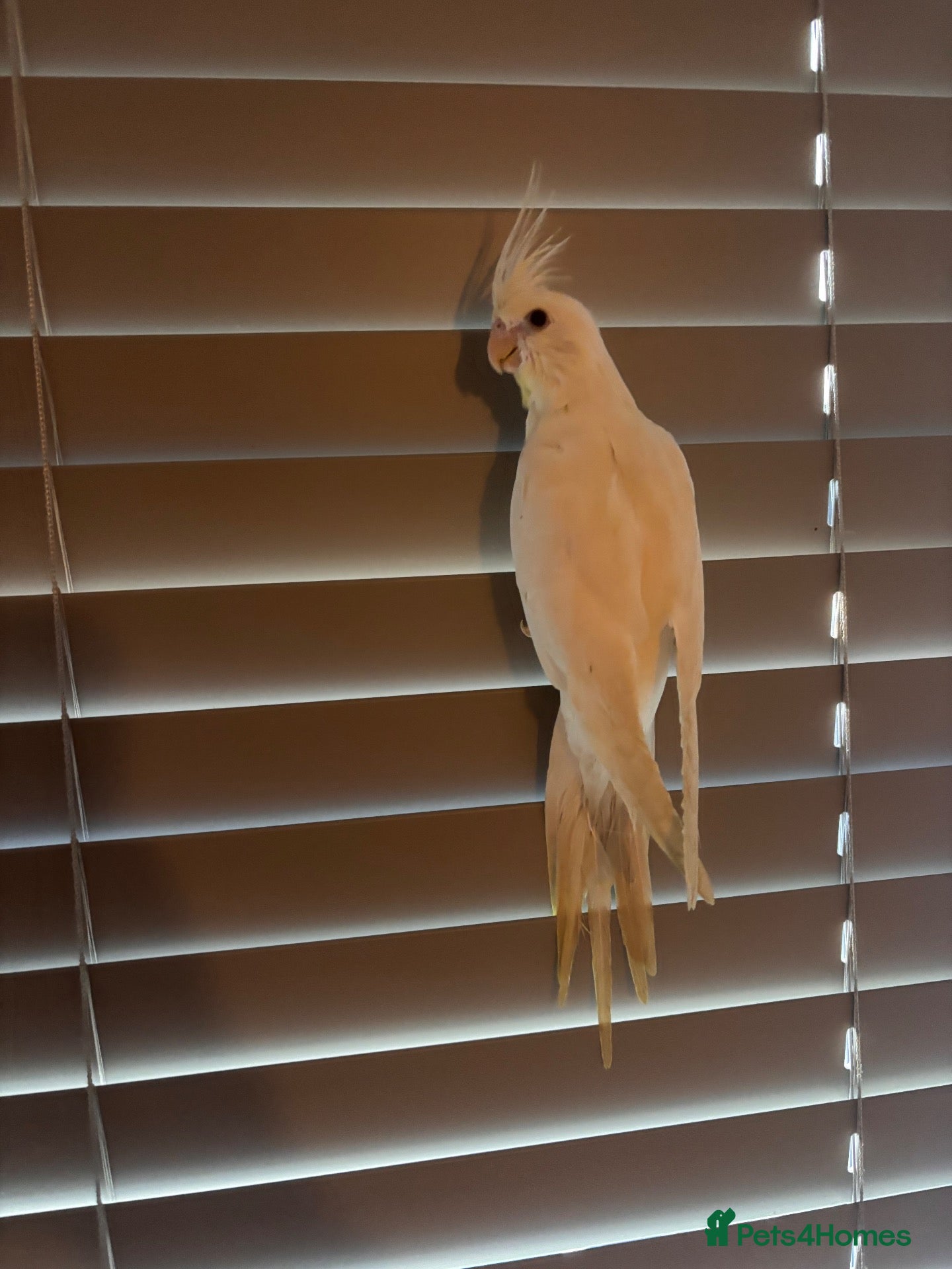 Cockatiels birds Albino Cockatiel Female - Advert 1