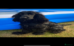 Cocker Spaniel dogs for sale: cocker spaniel show puppies - Image 9