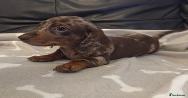 Miniature Dachshund dogs - Advert 14