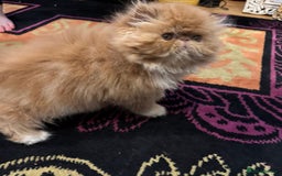 Persian cats for sale: Beautiful red/white pedigree Persian male kitten - Image 15