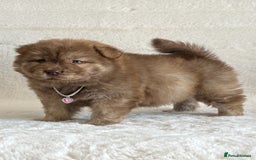 Chow Chow dogs for sale: Exotic colour chowsky puppies for sale  - Image 19