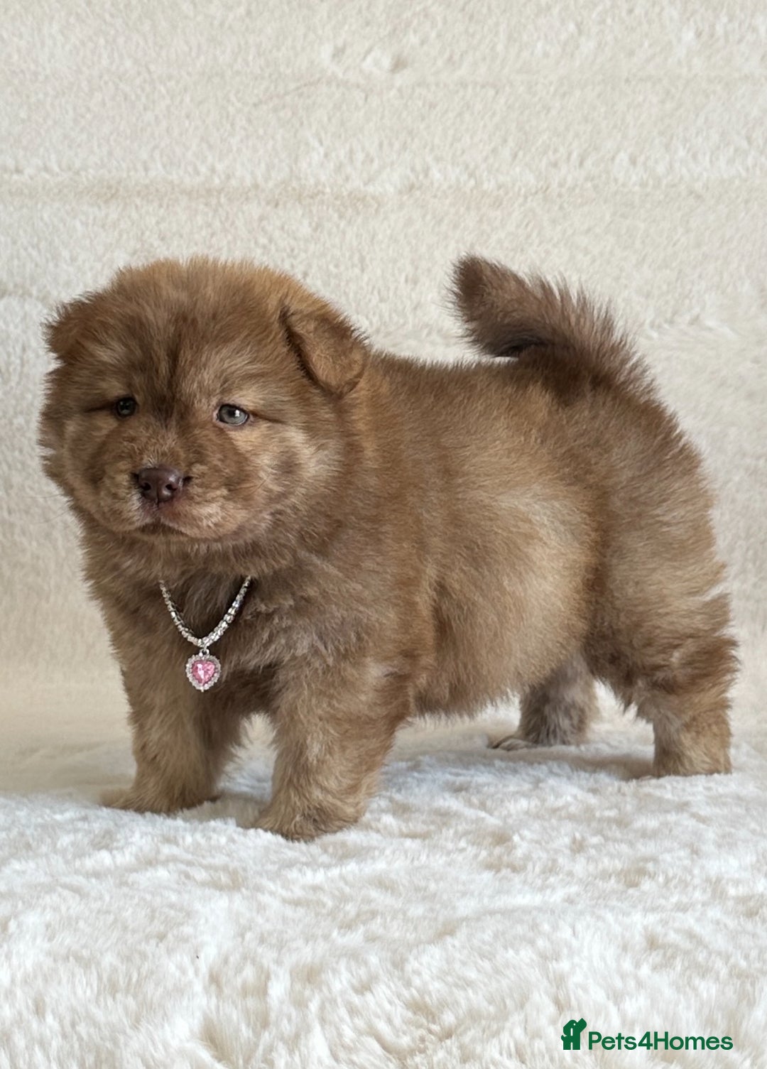 Chow Chow dogs for sale: Exotic colour chowsky puppies for sale  - Image 19
