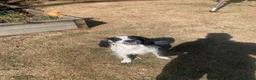 Sprocker dogs for sale: Rehome  in Lincoln - Advert 4