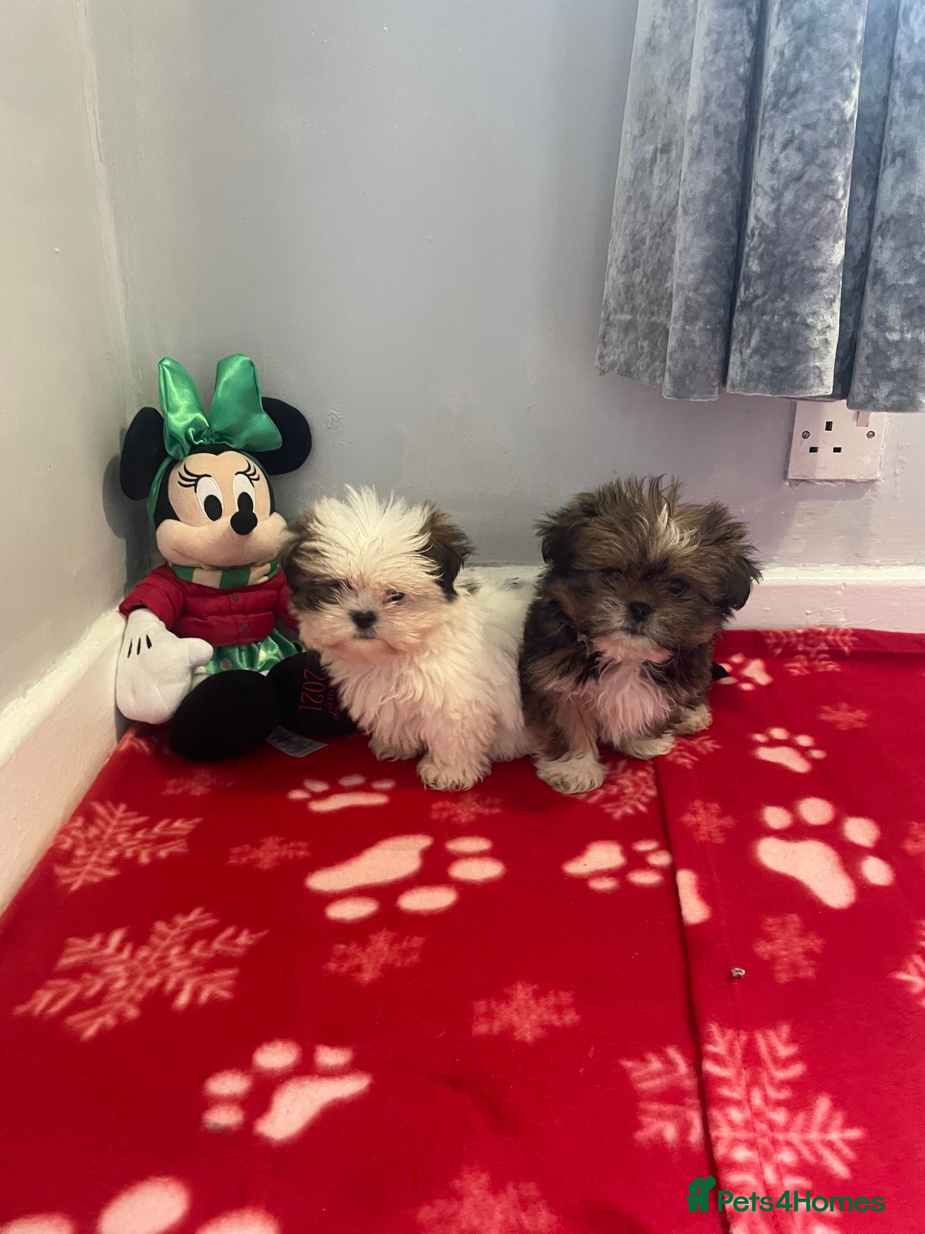 Lhasa Apso dogs 🧸🩷💙 Lhasa apso ready to leave now ❤️ - Advert 3