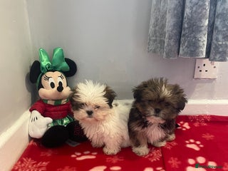 Lhasa Apso dogs 🧸🩷💙 Lhasa apso ready to leave now ❤️ - Advert 3