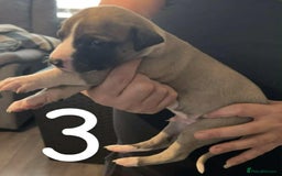 Whippet dogs for sale: Superb Whippet Puppies  - Image 6