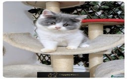 British Shorthair cats for sale: READY NOW GCCF chunky British Shorthair kittens  - Image 16