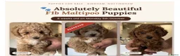 Maltipoo dogs for sale: 🐾 Absolutely Beautiful F1b Maltipoo Puppies  - Advert 8