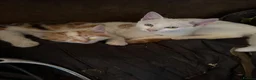 Mixed Breed cats for sale: Kittens ready to leave  - Advert 3