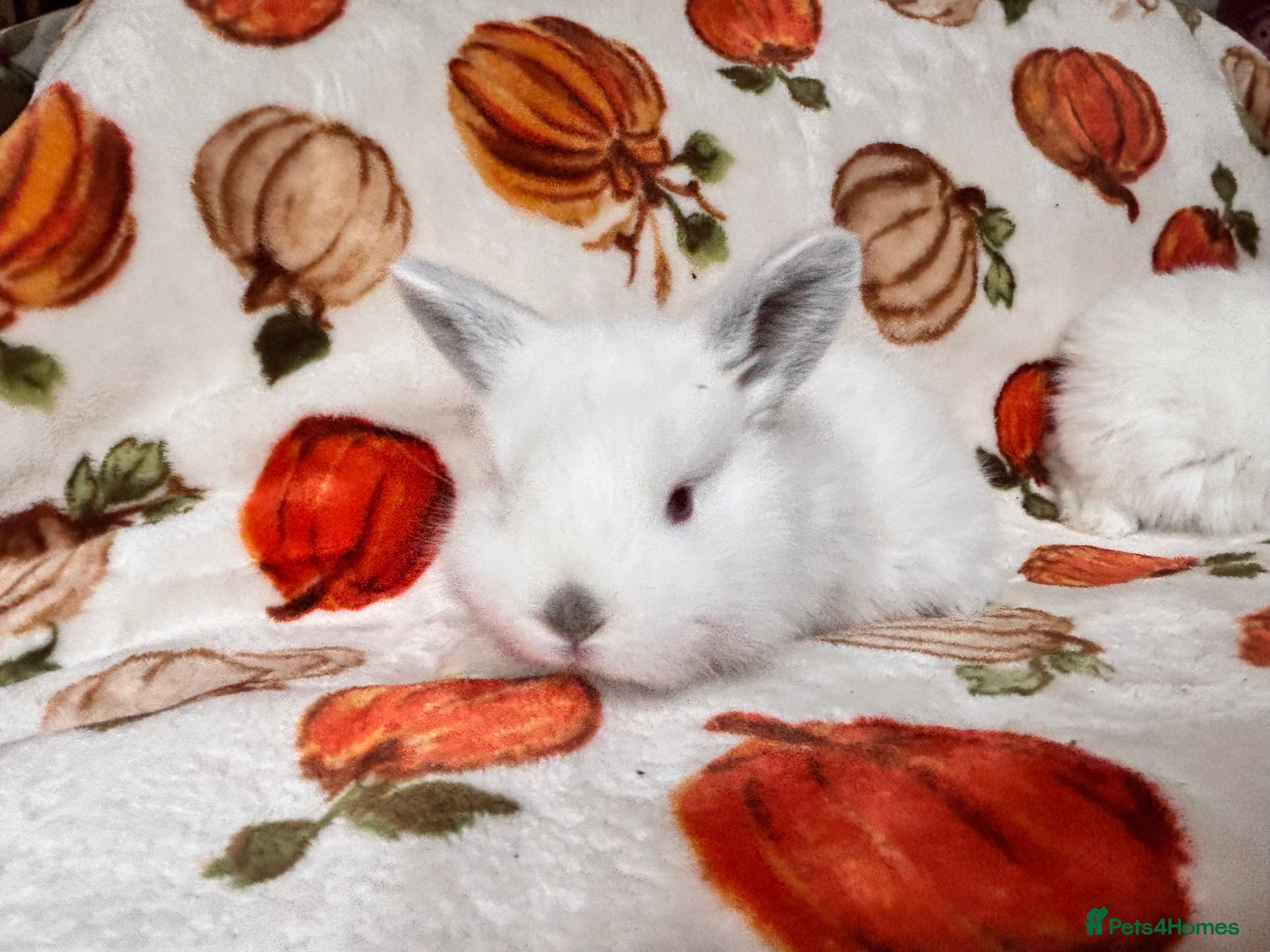 Mixed Breed rabbits 3 beautiful Rex x mini lops  - Advert 18