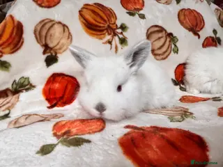 Mixed Breed rabbits 3 beautiful Rex x mini lops - Advert 18