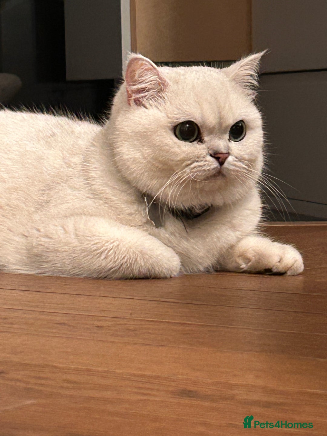 British Shorthair cats for sale: Female black tipped British shorthair, 22 months - Advert 3