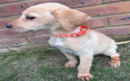 Labrador Retriever dogs for sale: Fox Red Labrador’s  - Image 14