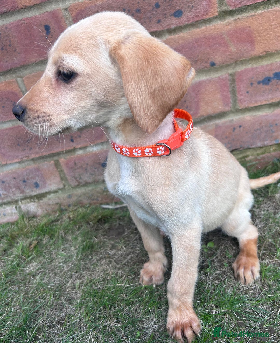 Labrador Retriever dogs for sale: Fox Red Labrador’s  - Image 14