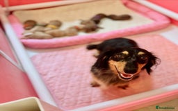 Miniature Dachshund dogs for sale: Cream Litter 5 Star Breeder ⭐️⭐️⭐️⭐️⭐️  - Image 14