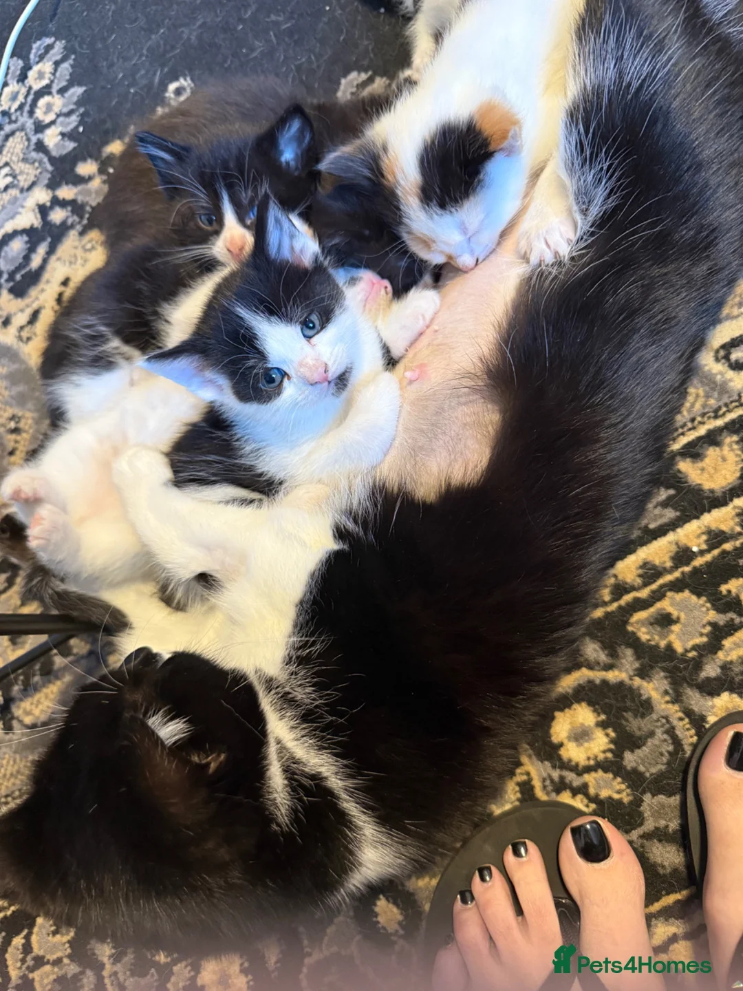 Domestic Shorthair cats for sale: Adorable kittens - Advert 9