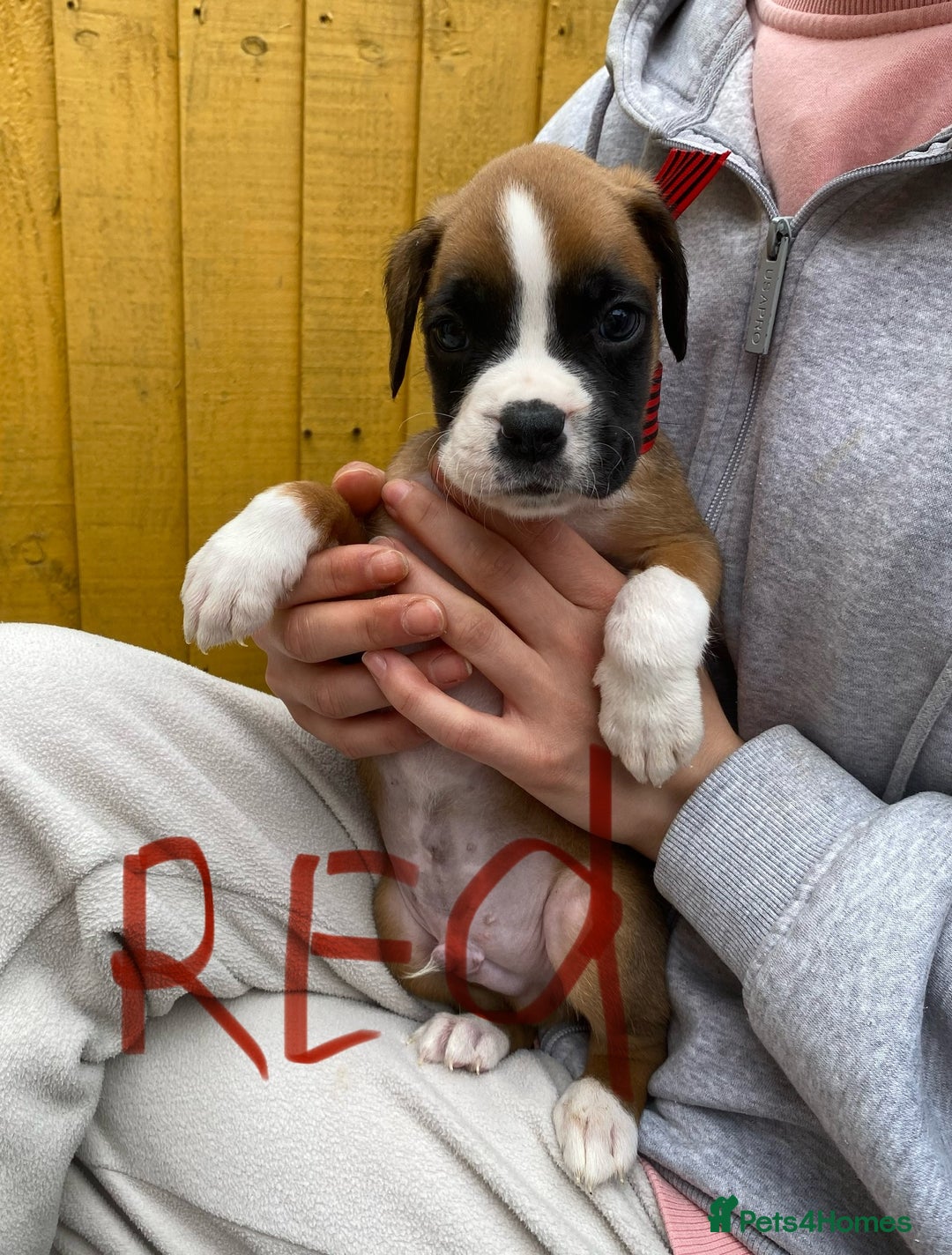 Boxer dogs for sale: Beautiful boxer puppies in Gainsborough  - Image 6
