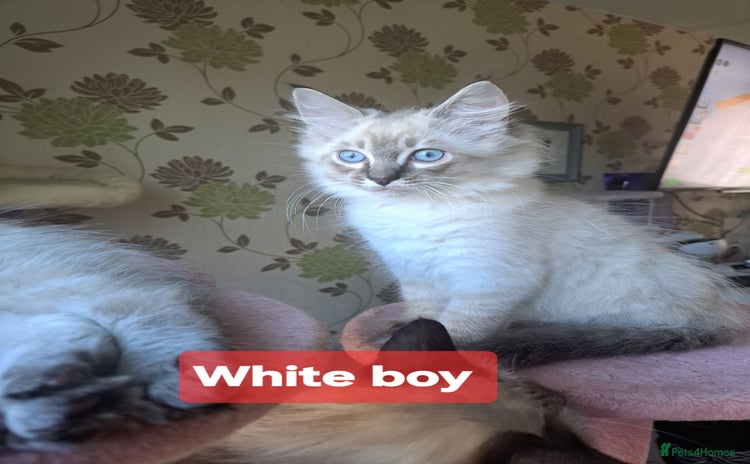 Ragdoll cats - Advert 10