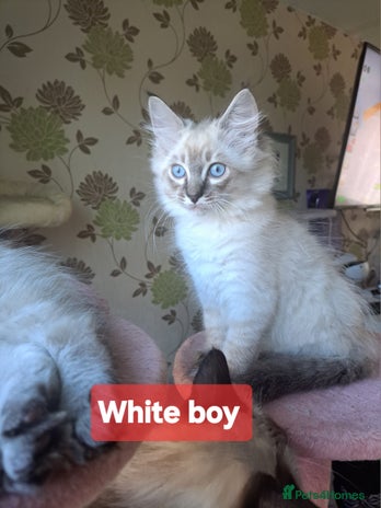 Ragdoll cats - Advert 1