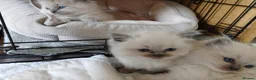 Ragdoll cats for sale: GCCF Ragdoll kittens available 28th June.  - Advert 6