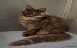 Maine Coon cats for sale: XL black smoke maine coon female Russia bloodlines - Image 8