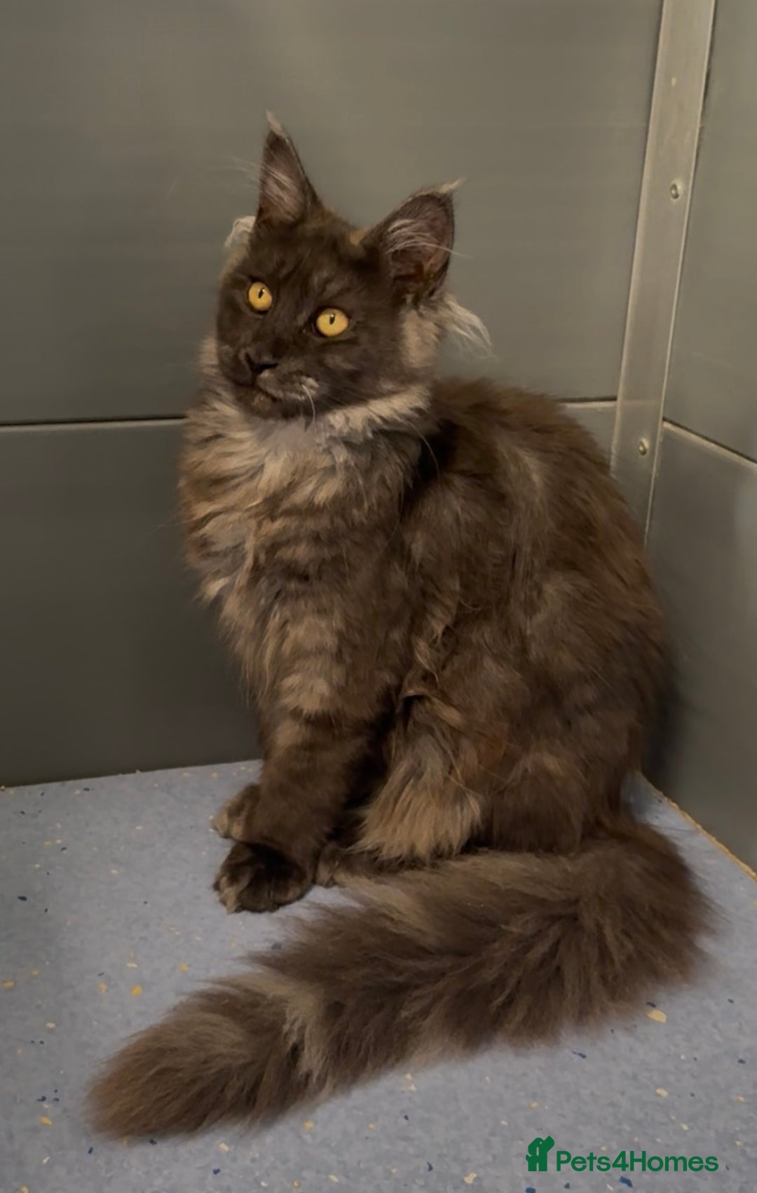 Maine Coon cats for sale: XL black smoke maine coon female Russia bloodlines - Image 8