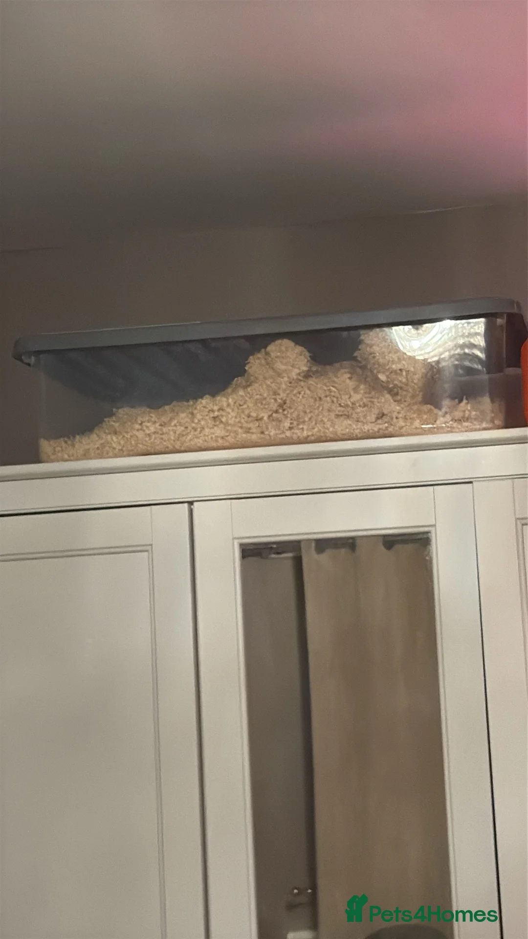 Hamster rodents for sale: Male hamster  - Advert 4