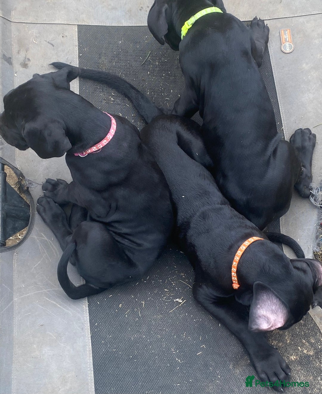 Cane Corso dogs for sale: Big Pure Cane Corso Puppies Ready Now!  - Image 30