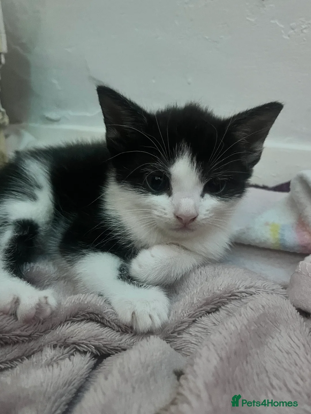 Mixed Breed cats for sale: CUTE KITTENS FOR SALE - Advert 13