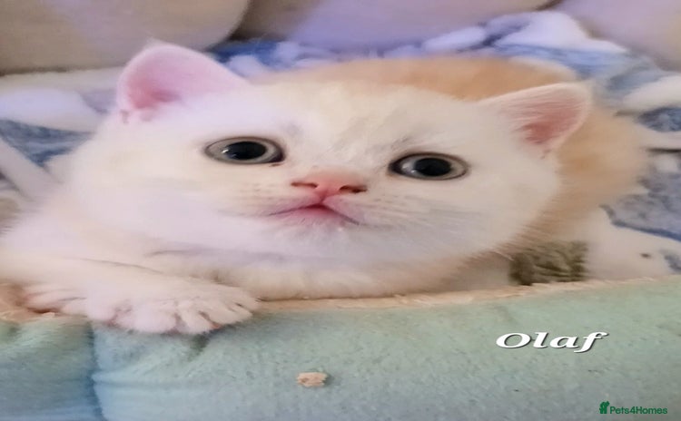 British Shorthair cats - Advert 14