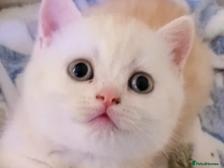 British Shorthair cats Golden stripes snow flakes BSH - Advert 12