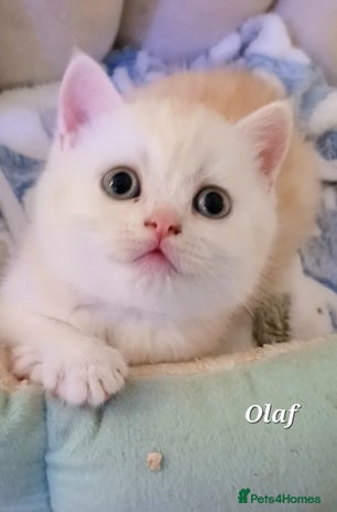 British Shorthair cats - Advert 6