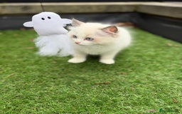 Ragdoll cats for sale: Adorable Male Ragdoll Kittens Looking forHomes! 🐾 - Image 7