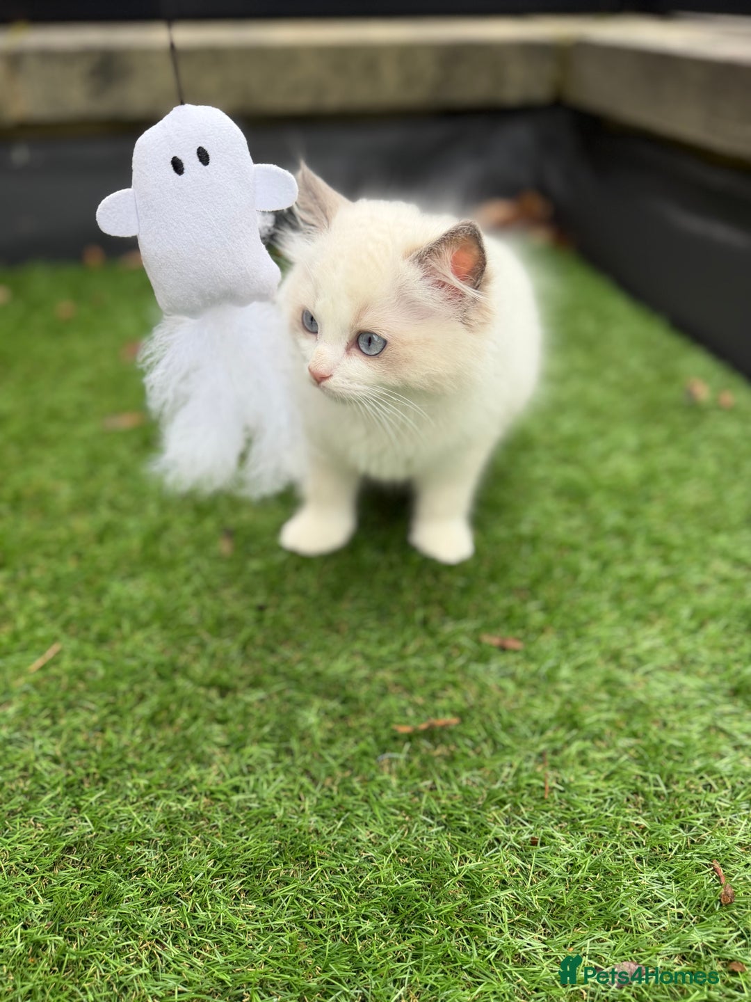 Ragdoll cats for sale: Adorable Male Ragdoll Kittens Looking forHomes! 🐾 - Image 7