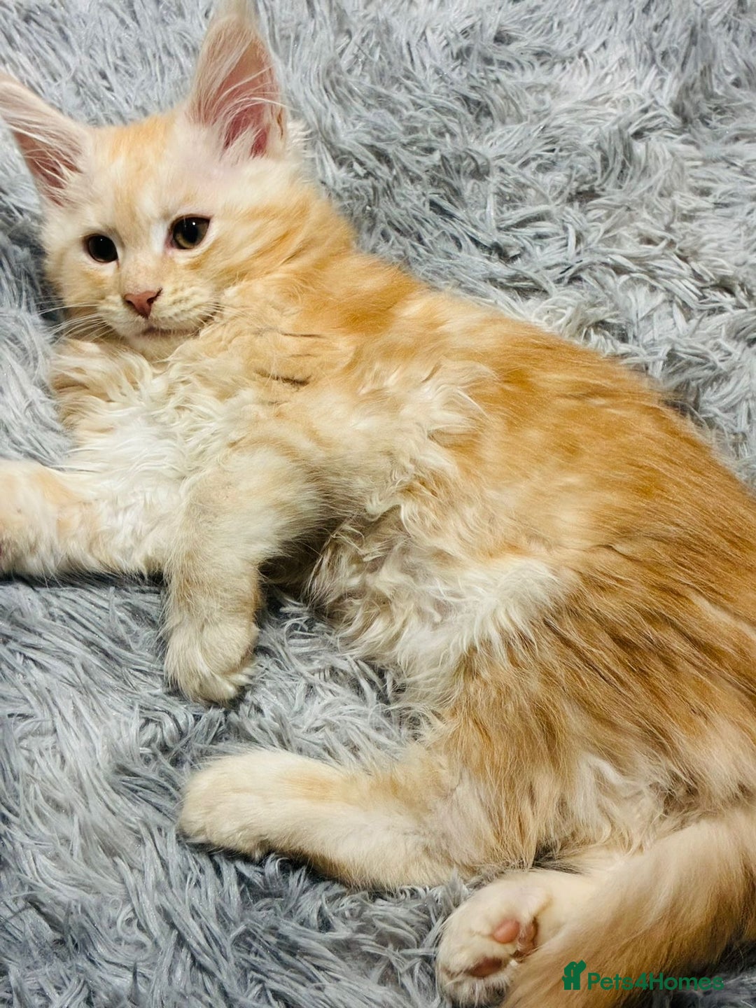 Maine Coon cats for sale: Premium Maine Coon fluffballs😻🐾 - Advert 9