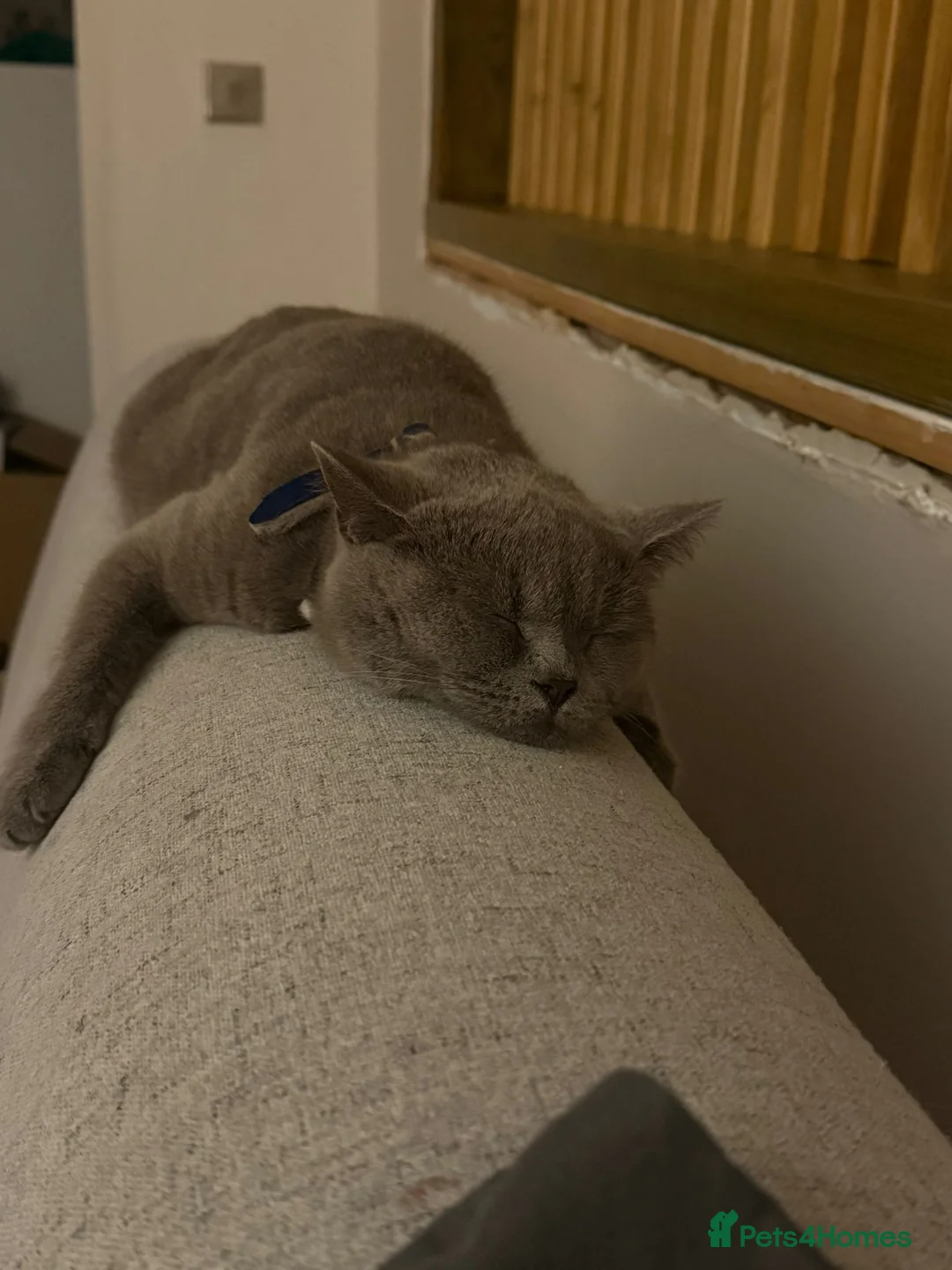 Mixed Breed cats for sale: British Shorthair Cross - Advert 15