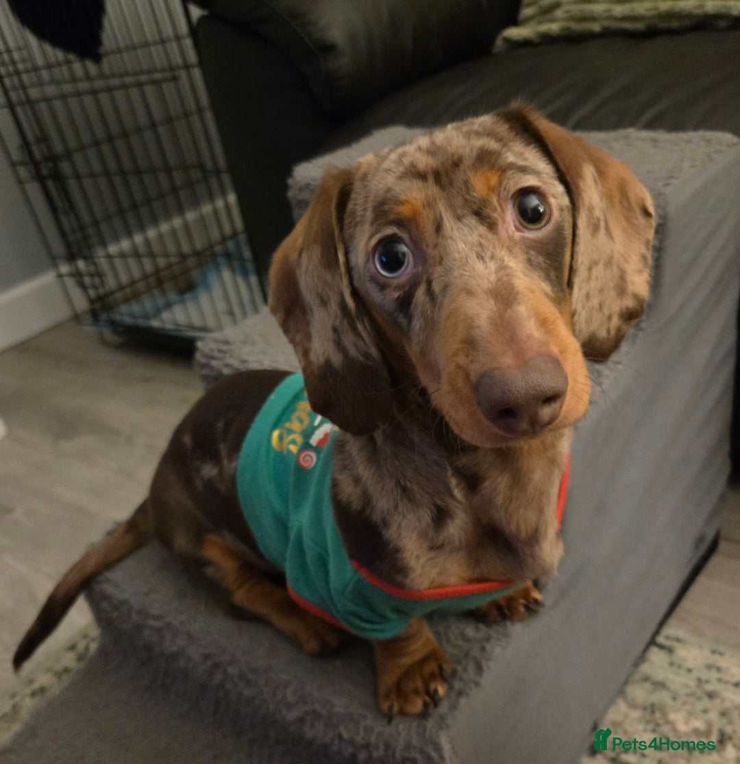 Miniature Dachshund dogs for sale: Miniture dachshund dapple - Advert 4