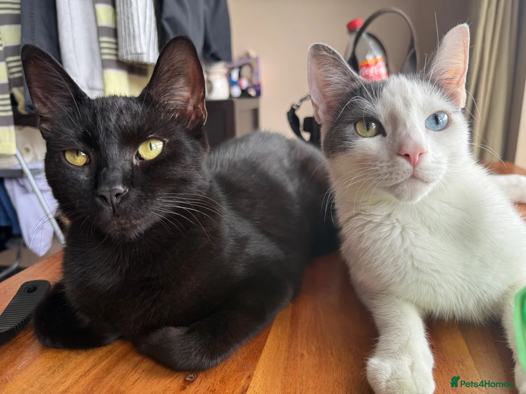 Mixed Breed cats for sale: Storm & Shadow  in Sheffield - Advert 1